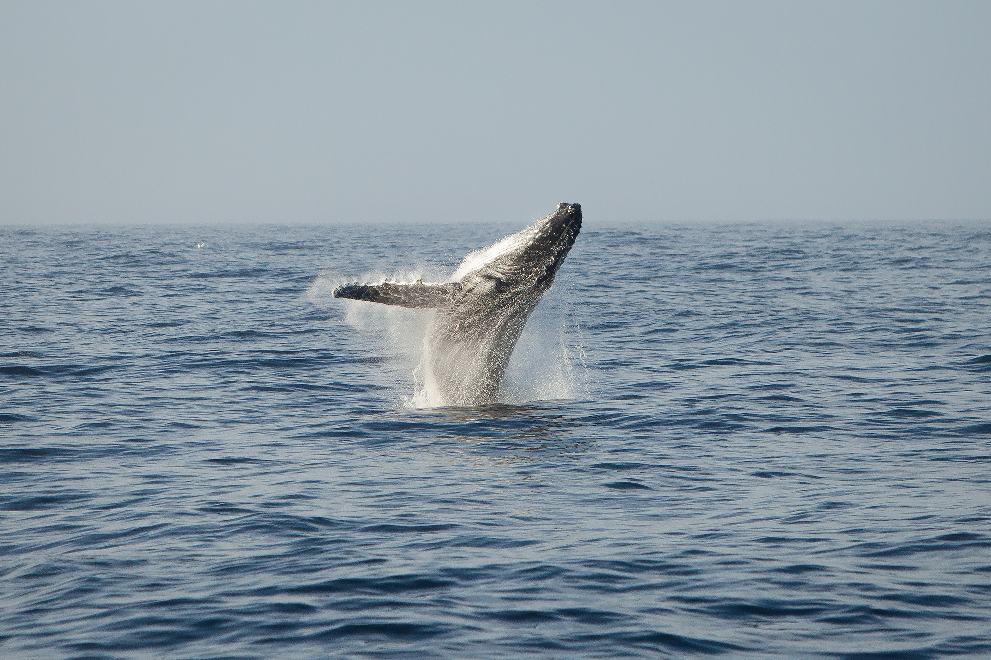 140202-TW-Humpback-Breaching-048147 (1)